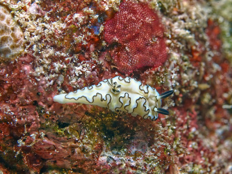 Nudibranch, Batee Tokong